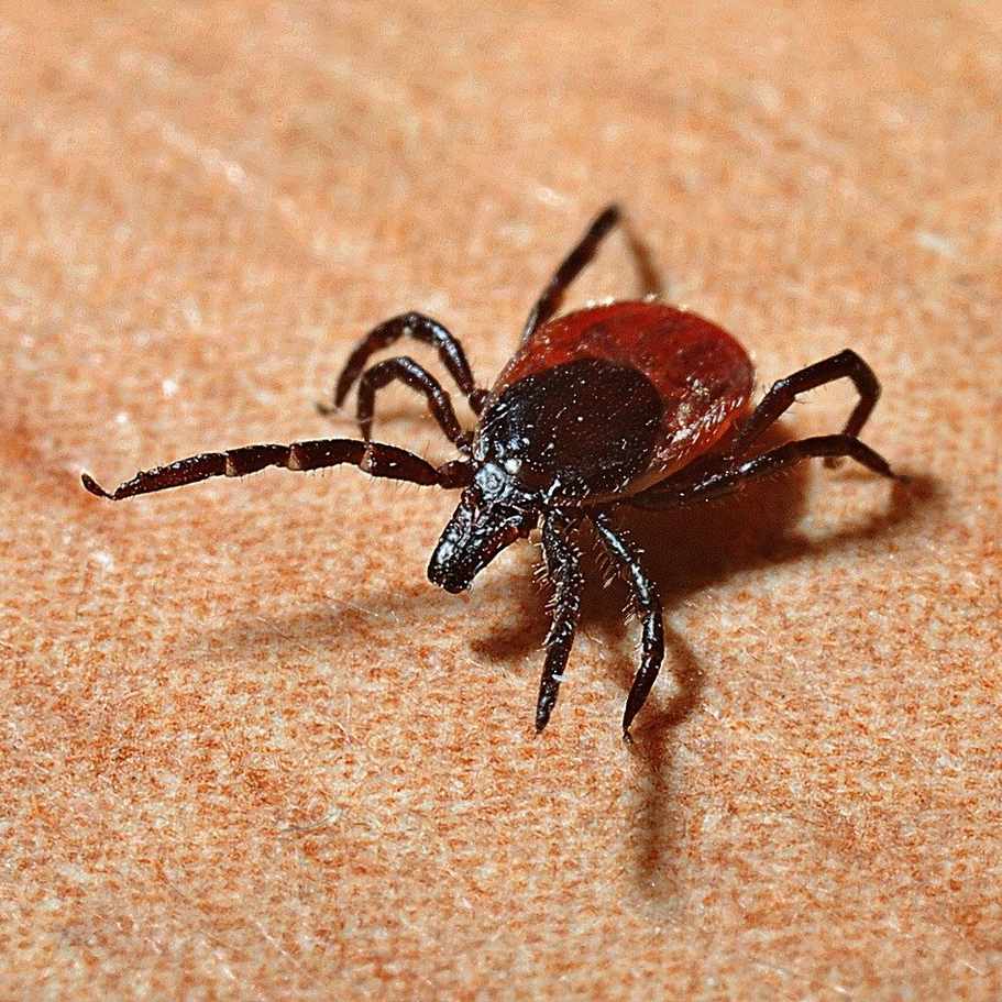 Come Rimuovere Una Zecca Da Cani E Gatti Ultrasoundtech