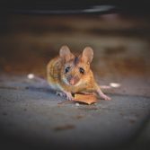 ULTRASOUNDtech™ - veleno per topi è pericoloso per cani e gatti