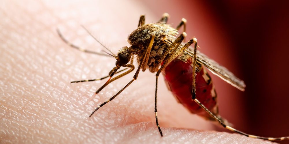 come pungono le zanzare