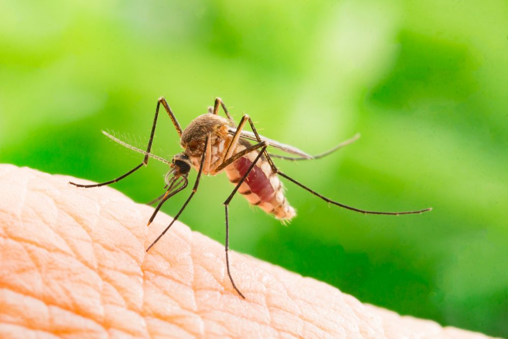 curiosità da sapere sulle zanzare
