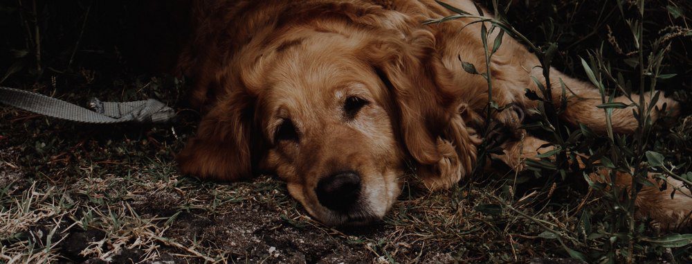 cane triste in mezzo a terra e arbusti