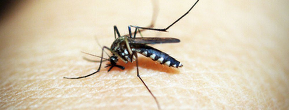zanzara che punge la pelle