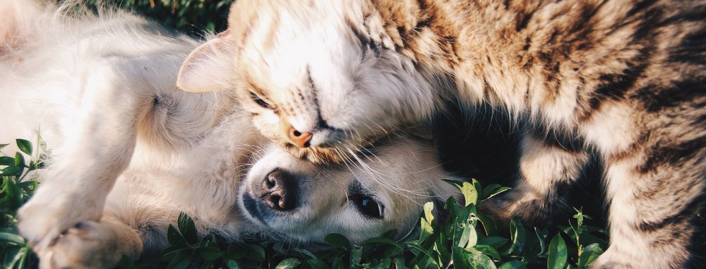 Antiparassitari per cani e gatti che convivono: attenzione alla permetrina