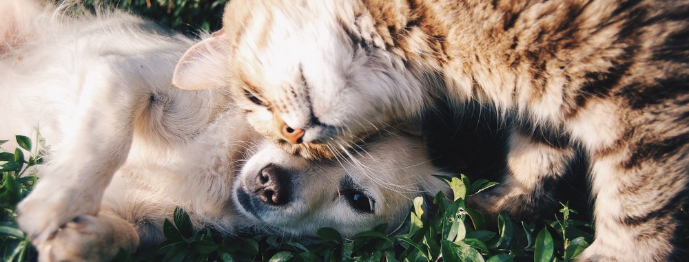 La permetrina uccide i gatti