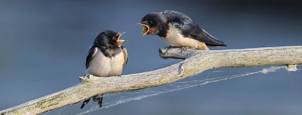 Lotta biologica alle zanzare quali sono i loro predatori in natura