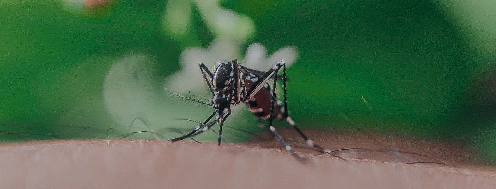 Zanzara coreana tutto quello che c’è da sapere