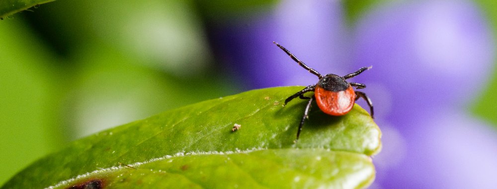 Zecche e rischi per la salute la malattia di Lyme