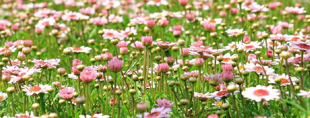 Come allontanare le zecche dal proprio giardino