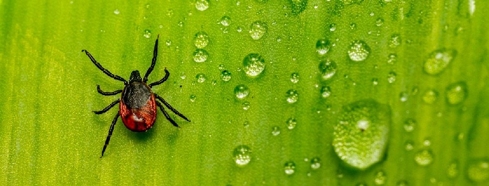 Come allontanare le zecche dal proprio giardino