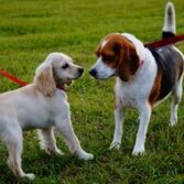 Come eliminare le pulci dal cane e dal gatto