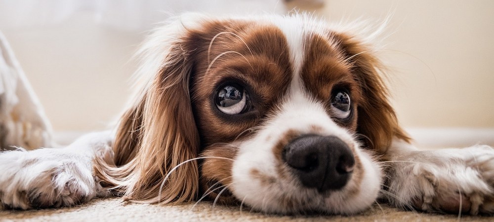 prevenzione zecche e pulci in cani e gatti